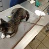 Photo: Cat Survives 27-Inch Arrow Shot Through Its Stomach 